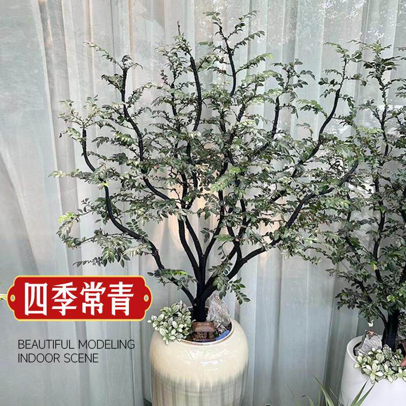 小叶紫檀盆景树苗黑骨老桩茶ly-小叶室内栽盆办公室禅意造型绿植