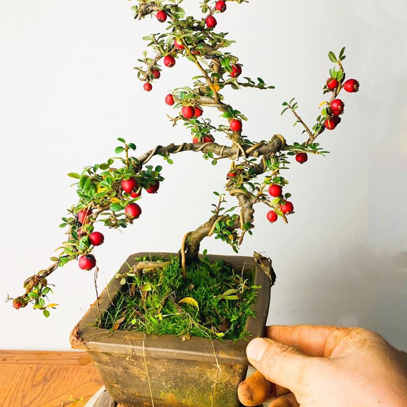 荀子大果白花老桩云南盆景米叶珍珠结红果包邮开花植物小叶不落叶
