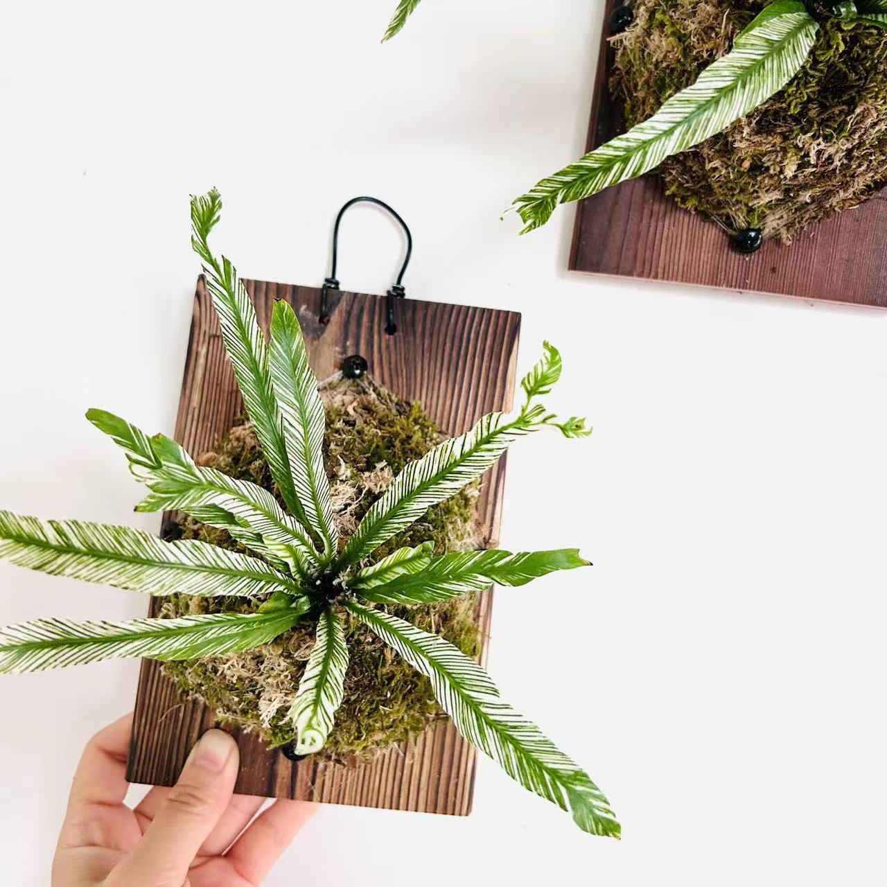 花叶白锦鸟巢蕨白月光挂板挂墙绿植苔藓蕨类植物盆栽水培垂吊壁挂
