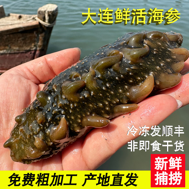 大连鲜活海参免费加工