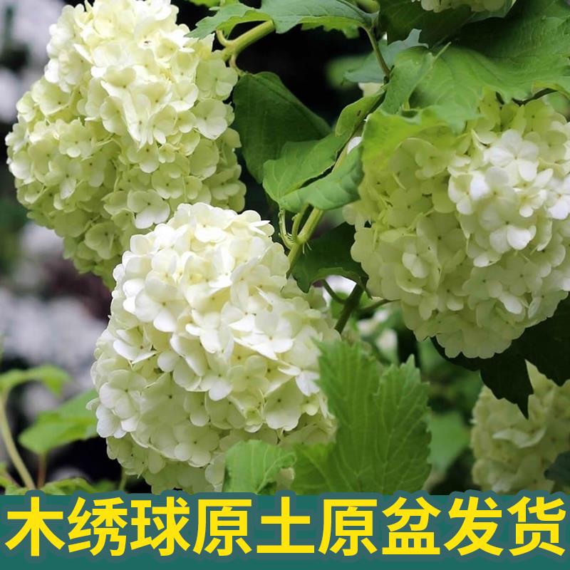 圆锥绣球花苗大花类木本绣球庭院阳台耐晒耐寒香草草莓石灰灯白玉