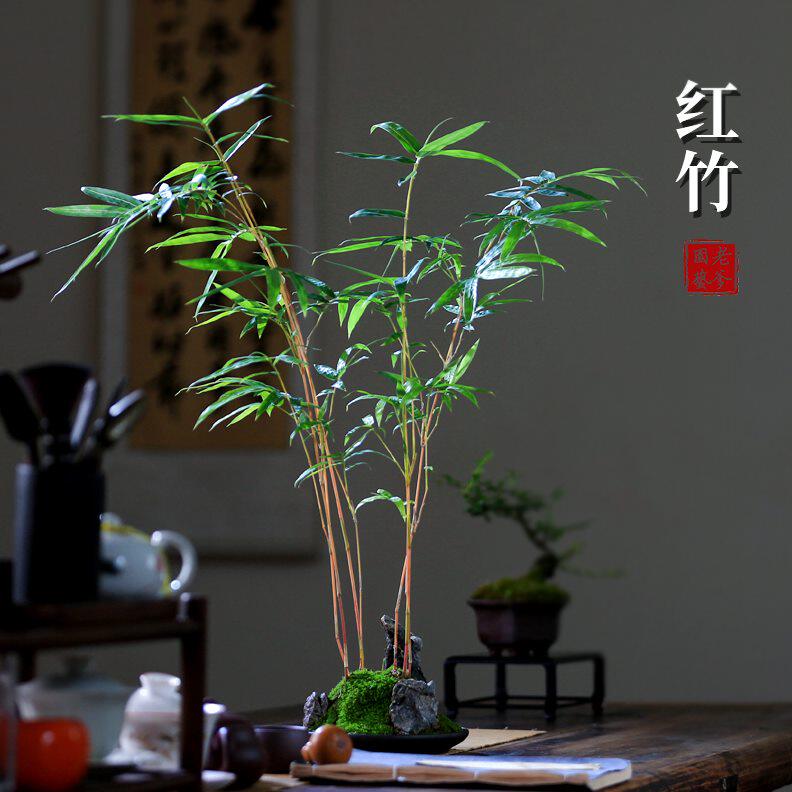 观音竹办公室红盆景意境植物书房盆栽竹子室内禅意屏风装饰摆件竹