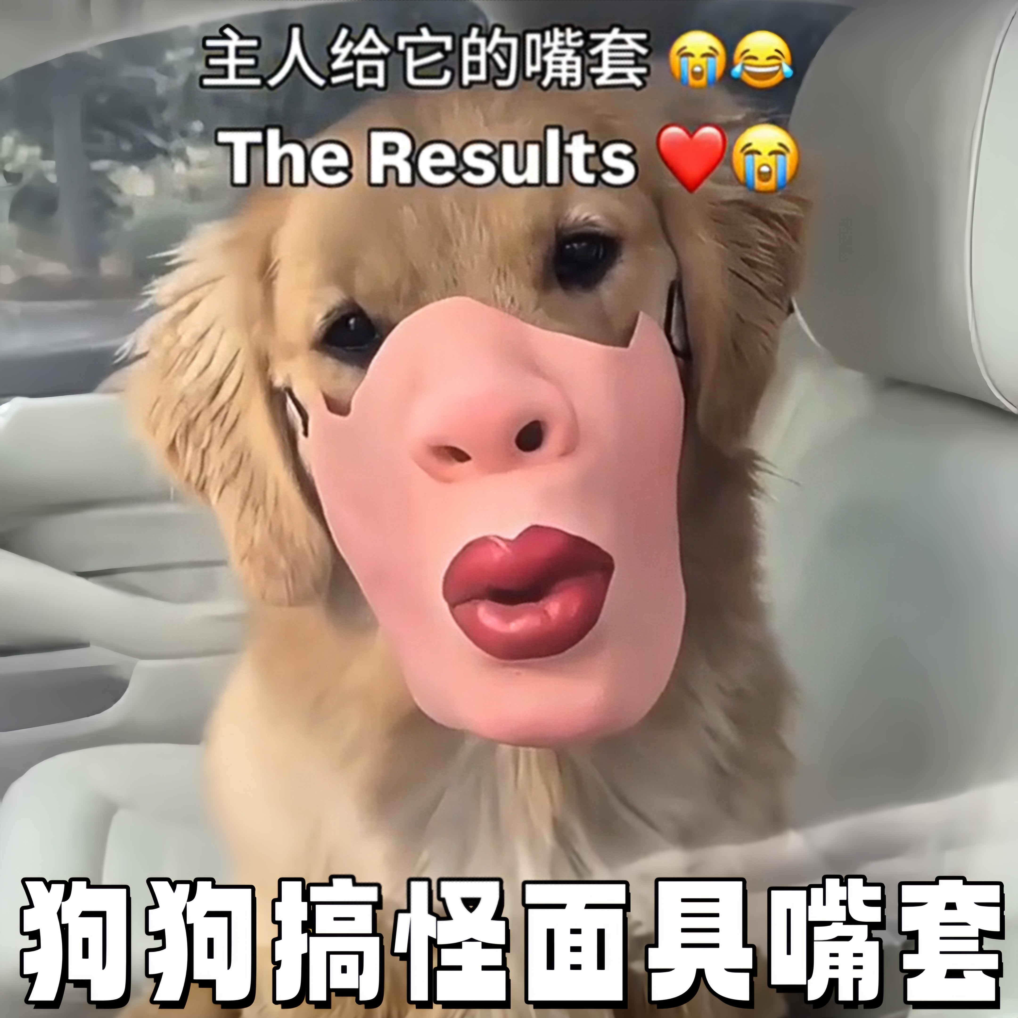 狗狗搞怪面具嘴套宠物笑图片