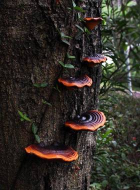 庭院布置彷真灵芝花园装饰品摆件户外阳台别墅蘑菇树挂树脂工艺品