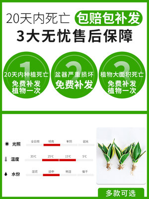 金边虎皮兰盆栽植物室内花卉客厅大型绿植吸除甲醛虎尾兰好养裸苗