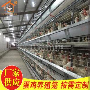 全自动清粪喂料出口标准层叠式蛋鸡笼不生锈蛋鸡养殖笼雏鸡笼设备