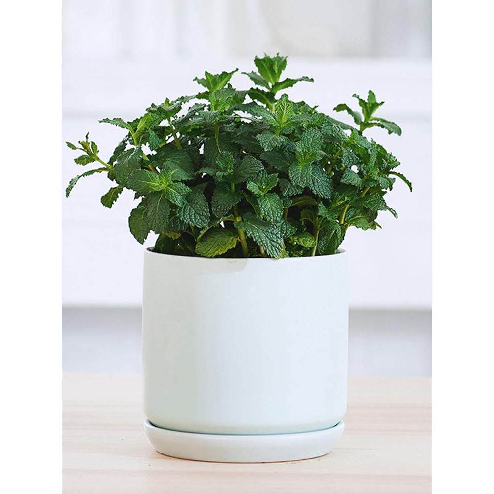 薄荷盆栽室内绿植办公室客厅桌面阳台好养植物迷迭香猫薄荷可食用