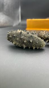 韩国【个大肉厚海参高营养】白刺深海野生纯淡干海参约40头-80头