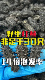 330头非足干 肉特厚高营养野生纯淡干海参60 俄红参