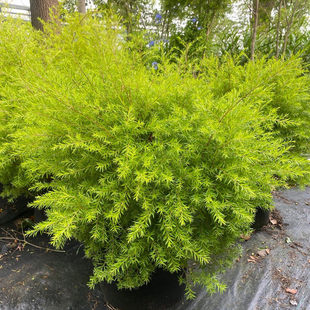 四季常绿金叶树苗耐寒耐旱黄金香柳盆栽千层金彩叶柳树庭院绿化树