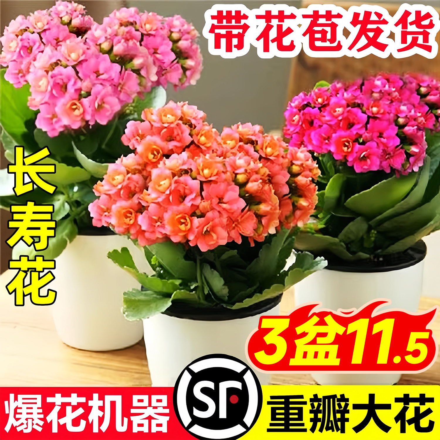 速发长寿花盆栽重瓣室花花苗四季开花不断花养的台好卉植物大内