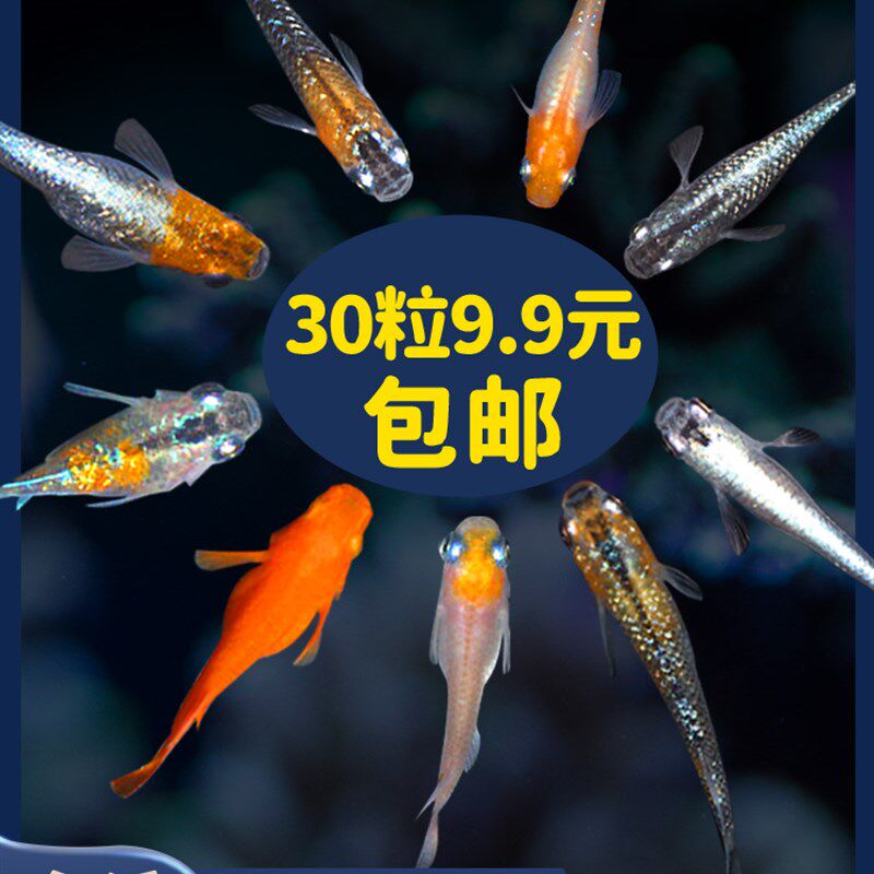 现货速发观背青鳉观赏鳉鱼卵淡水热带鱼冷水鱼小型锦鲤鱼可孵化卵