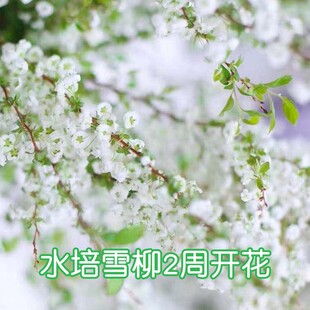 速发雪植干枝鲜枝水培活物遇水开花带芽室内好养柳花束盆栽喷雪年
