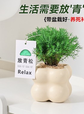 速发放青松雾凇绿植雾松盆公办栽室桌面情好解压植物四季常青绪养