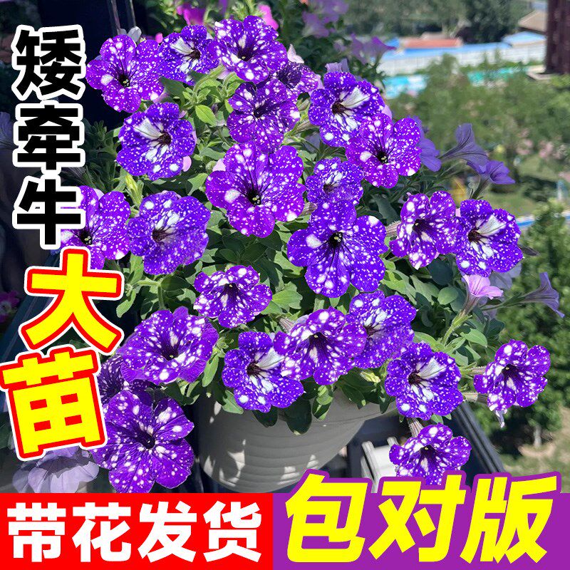 速发重瓣矮牵牛花苗牵牛花垂吊盆冰带花星空栽淡紫花卉四季开花绿