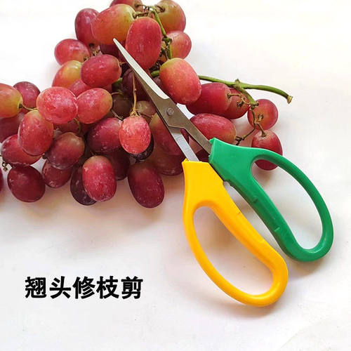 不锈钢翘头摘果剪蔬果修枝橘子剪刀葡萄园艺果疏葱剪弯头剪刀
