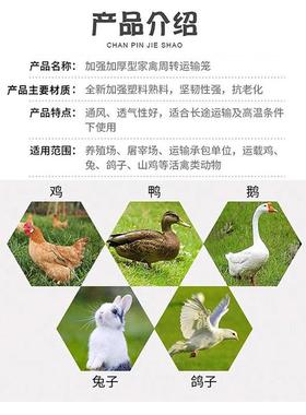 塑料用鸡运输笼特成鸡周转箱鸡鸭鹅兔笼鸽NMK笼家笼鸡筐加厚大鸡