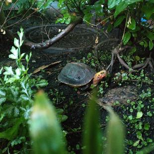 安缘龟喂食盘 黄缘闭壳龟造景器材瓦当 黄缘龟家庭饲养生态缸龟窝