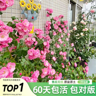 速发安吉拉月季花苗灌木爬薇蔷滕花季开花庭院台浓香型四卉盆栽好