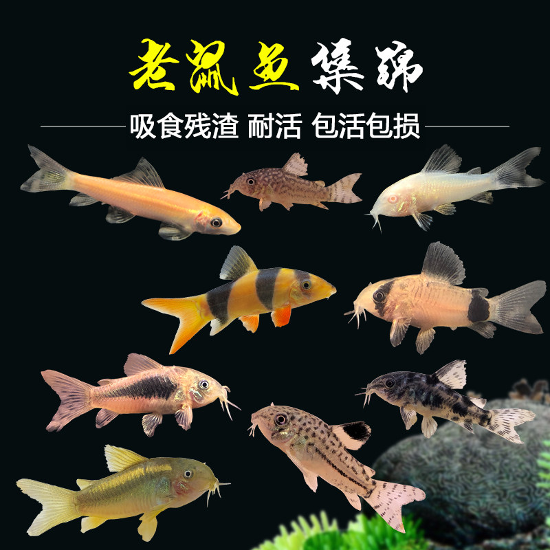 速发老栖鱼清道夫金苔鼠熊猫鼠小型具赏鱼青苔底鼠除藻清洁垃圾工