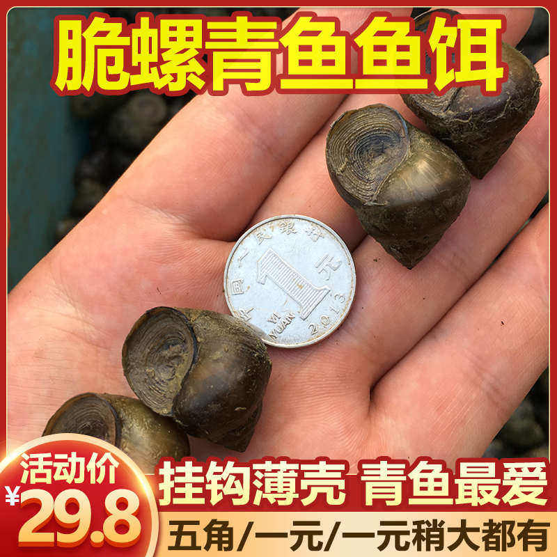 新鲜脆螺黑鲩螺蛳青挂钩薄壳小号田螺钓鱼脆螺青鱼鱼饵螺包活包邮