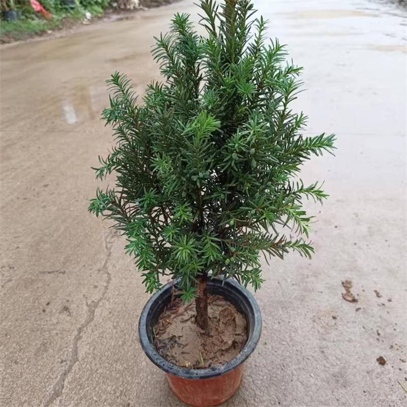 基地曼地亚红豆杉盆栽苗名贵植物别墅庭院室内阳台绿植