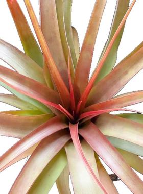 柔婷rothii，稀有品种大型空凤观赏绿植家居绿植江苏基地无土