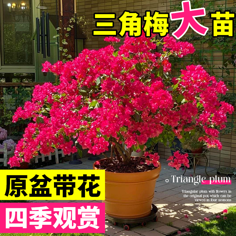 三角梅盆栽带花绿漳红樱爬藤植物室内阳台多色耐寒老桩四季开花卉
