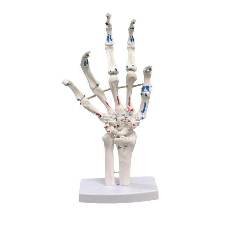 厂家脚关节手关节带肌肉着色模型人体脚关节踝关节足骨手仿真模型