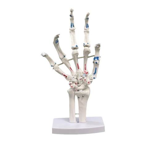 厂家脚关节手关节带肌肉着色模型人体脚关节踝关节足骨手仿真模型