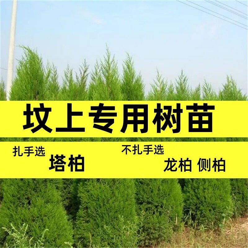 清明墓地塔柏侧柏树苗矿山复绿苗图片