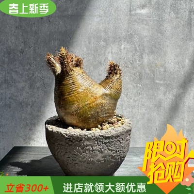 小公鸡象芽宫7.1易养护棒槌树稀有品种块根一物一拍多肉植物5/15