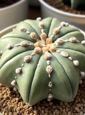 实生海星体琉璃兜s146星球属潮流懒人仙人球小众多肉一物一拍1/10