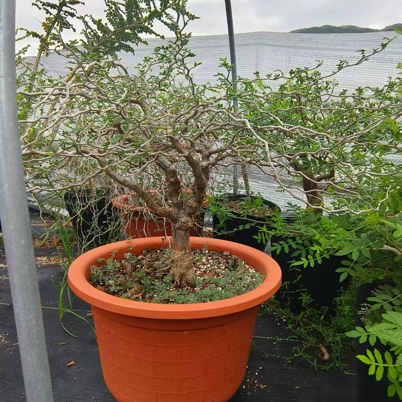 滔天橄榄块根植物潮流懒人沙生室内盆栽一物一拍多肉10/19