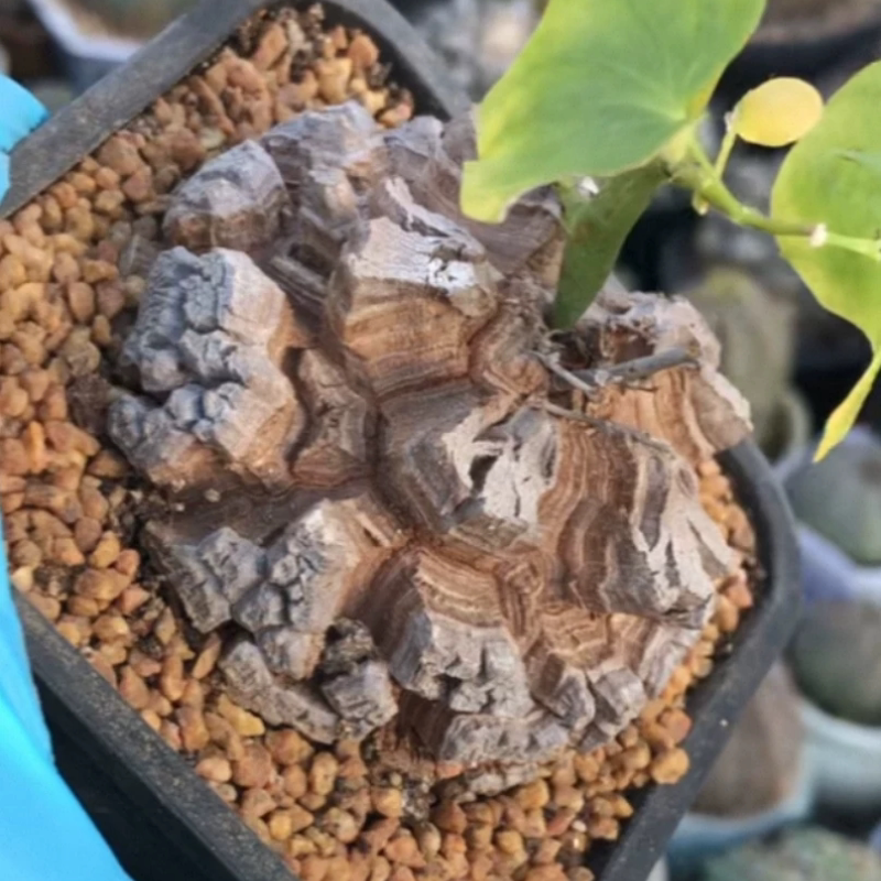 实生龟甲龙龟裂深带盆发货,尺寸7块根小众植物多肉一物一拍12/30