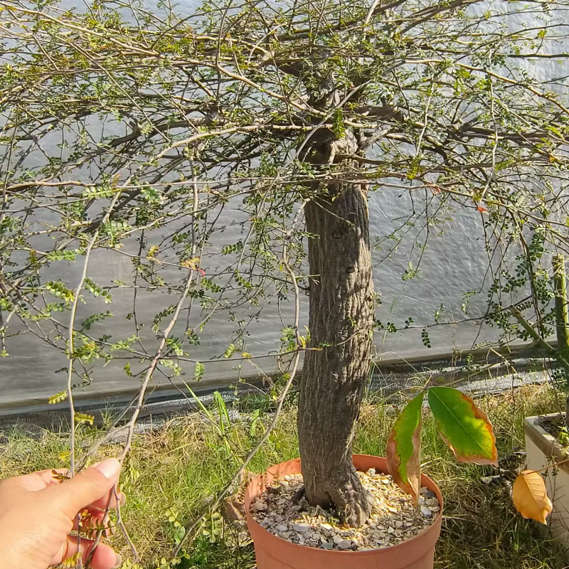 实生列加漆树10cm块根植物稀有小众多肉室内盆栽一物一拍1/2