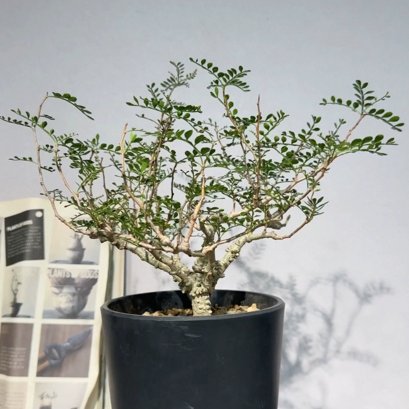 实生象足漆树，块根植物精品株6个粗枝多肉室内盆栽一物一拍12/6