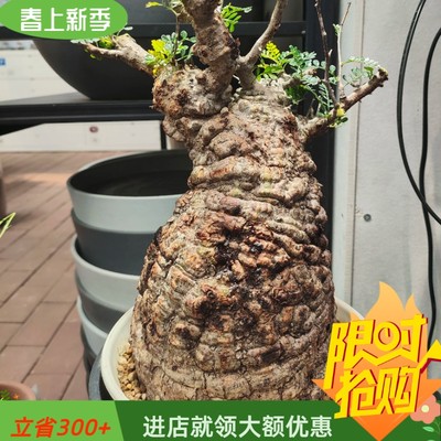 象足漆树熟桩15+笋型胖爆疣块根植物一物一拍易养护稀有品种4/18