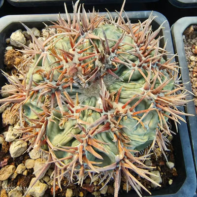 凌波刺缀。自根株。已发根仙人球一物一拍多肉植物沙生植物9/16