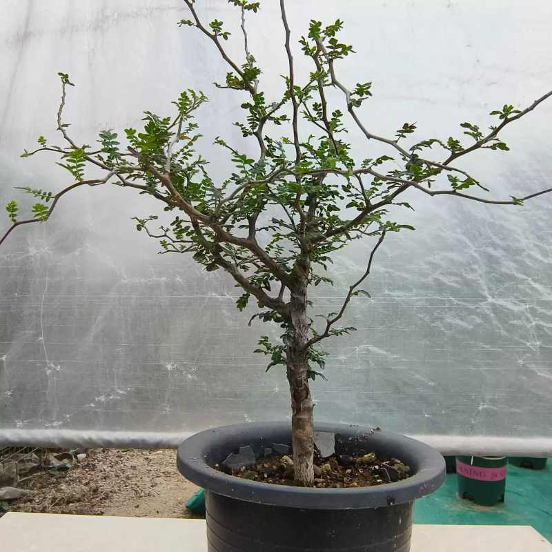滔天橄榄潮流懒人沙生一物一拍带盆发稀有品种多肉5/14