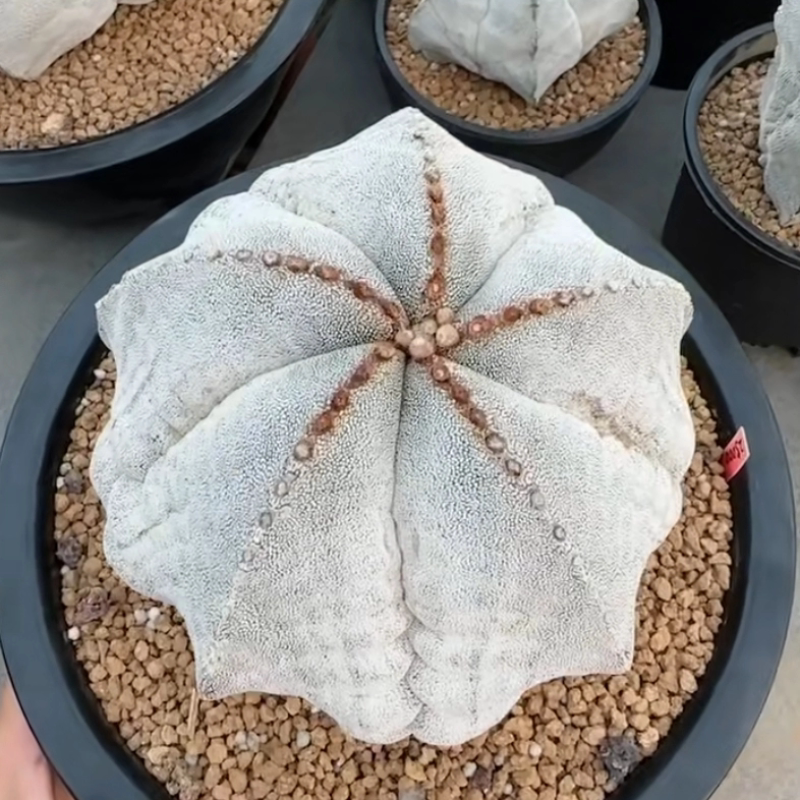 密雪恩冢鸾凤玉,实生根19CM仙人球桌面植物一物一拍多肉11/22