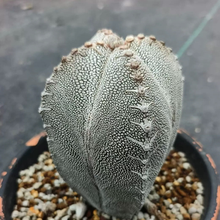 实生恩冢鸾凤玉星球属潮流懒人沙生仙人球植物一物一拍多肉12/3