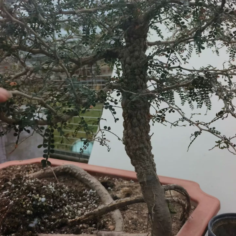 巨粗桩子。象足漆树开始爆瘤室内盆栽小众品多肉一物一拍12/19