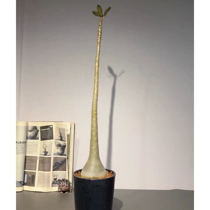 索科特拉沙漠玫瑰块根实生籽播带大肚子10CM+多肉稀有一物一拍4/3