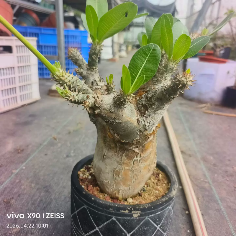 强熟桩伊洛棒槌  ，粗壮有型可带盆发稀有品种多肉一物一拍4/121