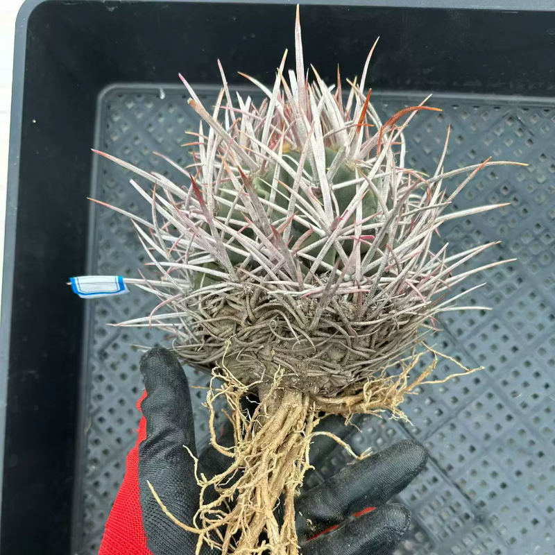 单头大龙冠26.不含刺12cm，一物一拍懒人仙人球带盆发多肉6/3