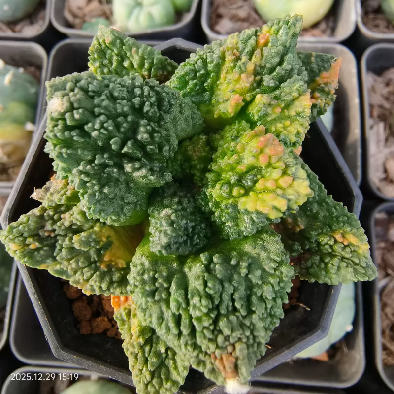 万物想·钢丝球潮流块根原产地老家小众植物多肉一物一拍12/29