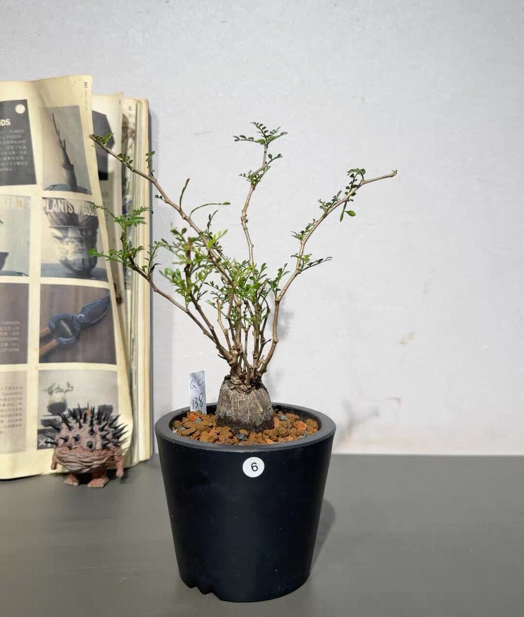 根插株 象足漆树 块根植物，特精品的一颗，一物一拍10/11