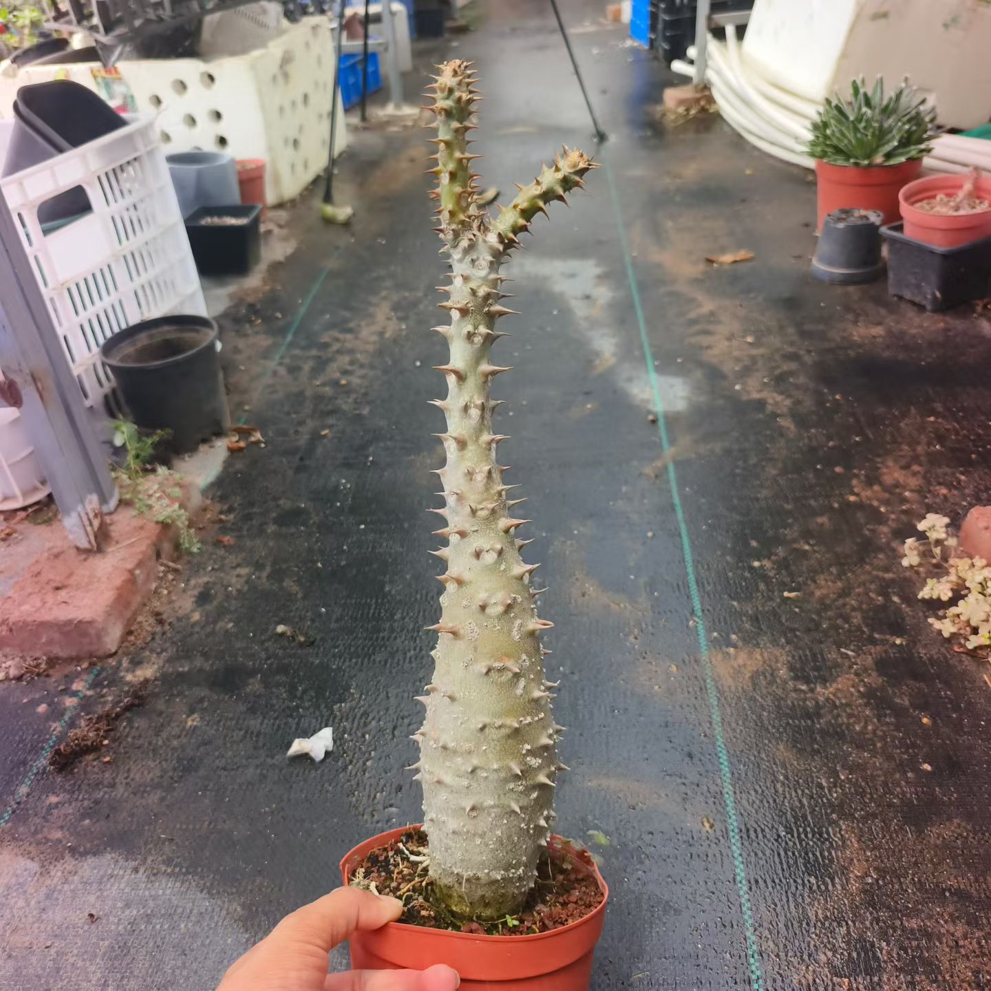 控养多年巴氏棒槌块根植物潮流懒人沙生一物一拍盆栽多肉7/13
