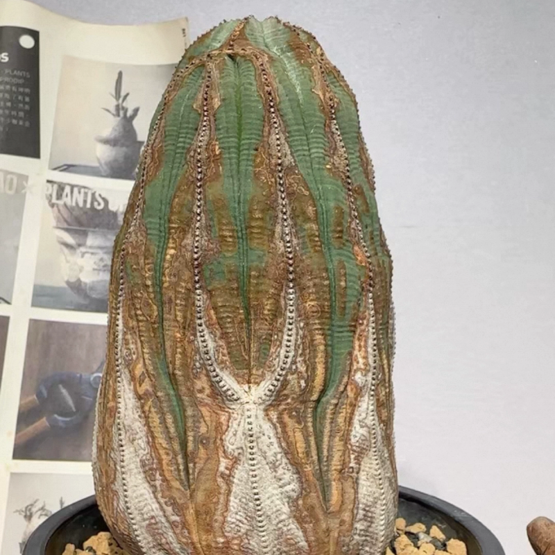 欧系布纹球，老欧布大戟科稀有物种块根植物一物一拍多肉植物12/5